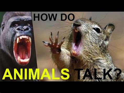 Do animals know humans talk?